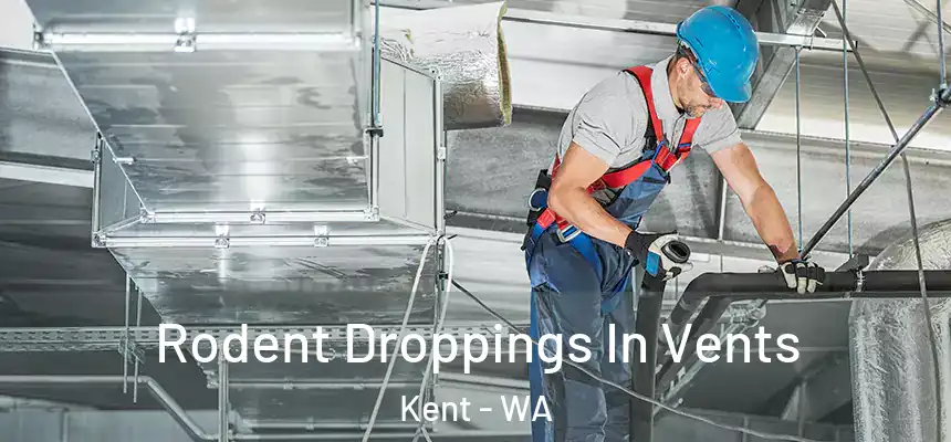  Rodent Droppings In Vents Kent - WA